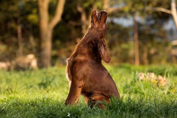 Irish setter puppy dog — Stock Photo, Image