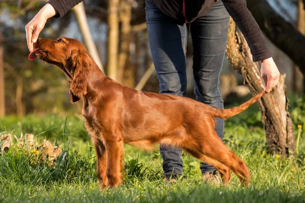 Irish setter puppy dog — Stock Photo, Image