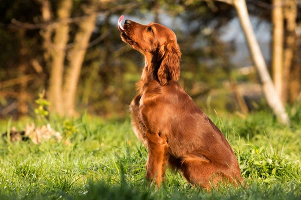Ierse Setter puppy hond — Stockfoto
