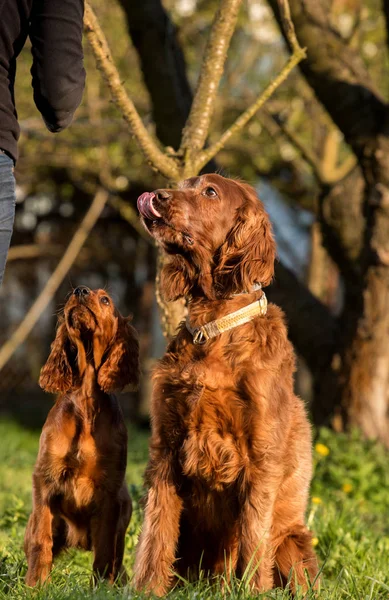 2つのアイルランドのセッター、犬、父と息子 — ストック写真
