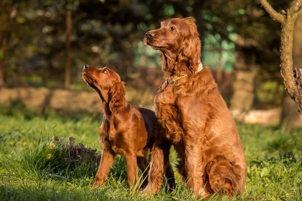 Dois setters irlandeses, cães, pai e filho — Fotografia de Stock
