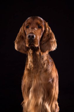 Setter Köpek Stüdyoda Siyah Arka Plan Izole