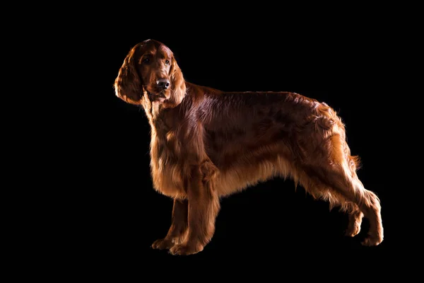 Setter Chien isolé sur fond noir en studio — Photo