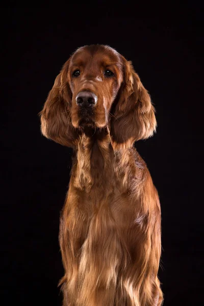 Setter Chien isolé sur fond noir en studio — Photo