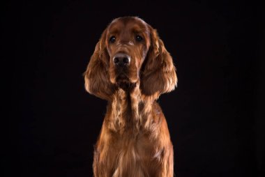 Setter Köpek Stüdyoda Siyah Arka Plan Izole