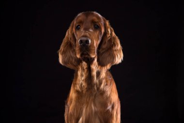 Setter Dog Isolated on Black Background in studio clipart