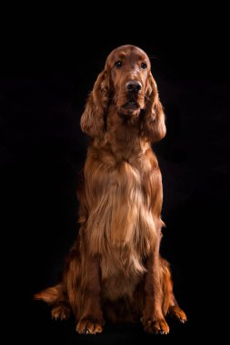 Setter Köpek Stüdyoda Siyah Arka Plan Izole