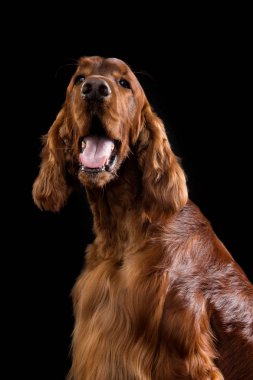 Setter Köpek Stüdyoda Siyah Arka Plan Izole