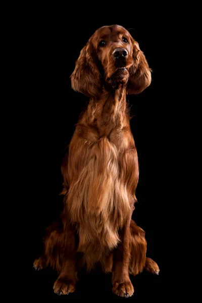 Setter Chien isolé sur fond noir en studio — Photo