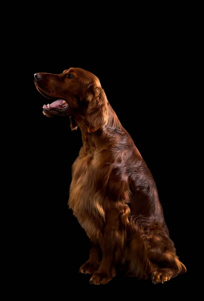 Setter Chien isolé sur fond noir en studio — Photo