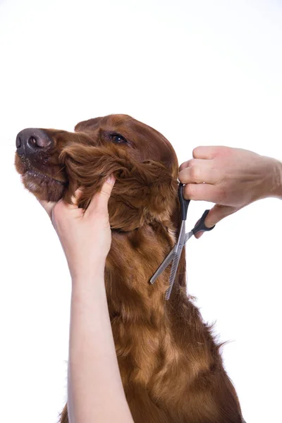 Cão setter irlandês grooming no salão para cães, isolado — Fotografia de Stock