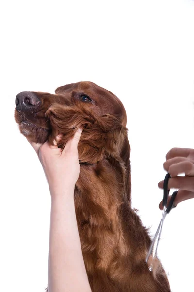 Pflegehund. Tierpfleger bürstet Hund 's — Stockfoto