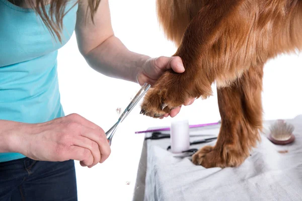 Груминг-дог. Pet Groomer Brushing Dog 's — стоковое фото