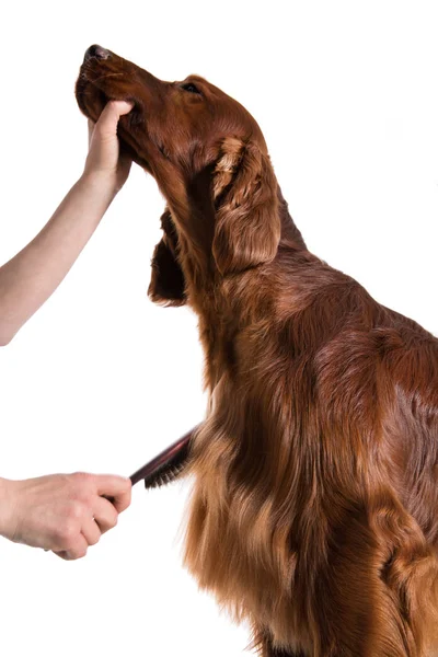 Grooming Dog. Pet Groomer Brushing Dog's — Stock Photo, Image