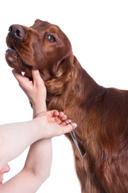 Köpekler için salonda İrlandalı köpek setter damat, izole