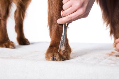 Köpekler için salonda İrlandalı köpek setter damat, izole