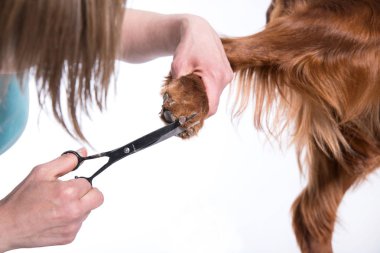 Damat Köpeği. Pet Groomer Fırçalama Köpek