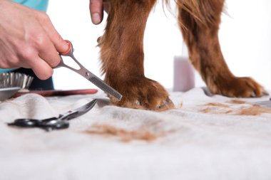 Damat Köpeği. Pet Groomer Fırçalama Köpek