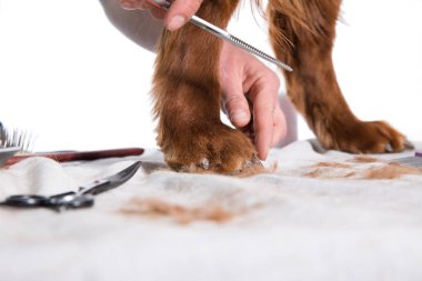 Köpekler için salonda İrlandalı köpek setter damat, izole