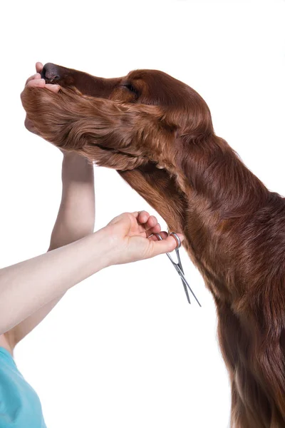 Cão de arrumação. Pet Groomer escova do cão — Fotografia de Stock