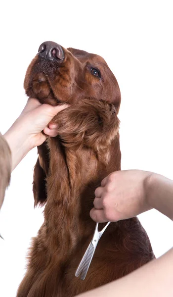 Pflegehund. Tierpfleger bürstet Hund 's — Stockfoto