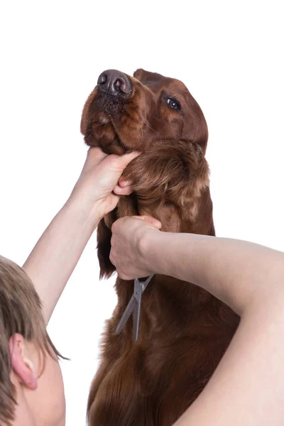 Pflegehund. Tierpfleger bürstet Hund 's — Stockfoto