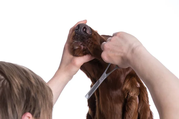 Cão setter irlandês grooming no salão para cães, isolado — Fotografia de Stock