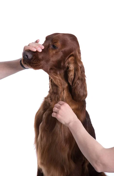 Grooming hond. Huisdier groomer borstelen hond — Stockfoto