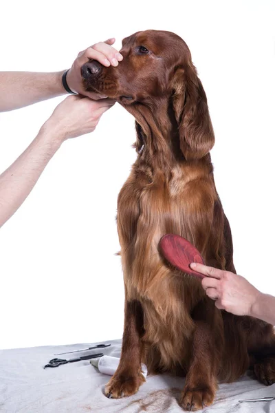 Irländska hund setter grooming på salongen för hundar, isolerade — Stockfoto