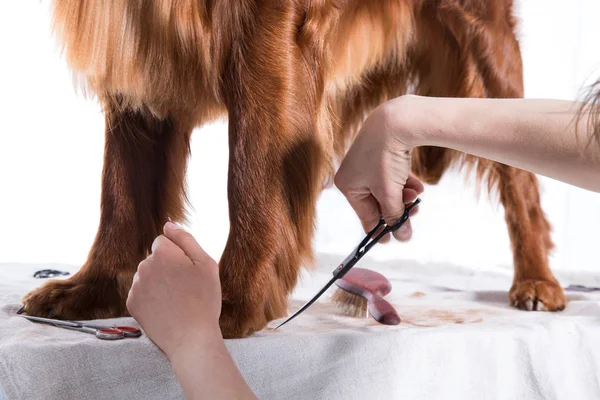 Груминг-дог. Pet Groomer Brushing Dog 's — стоковое фото