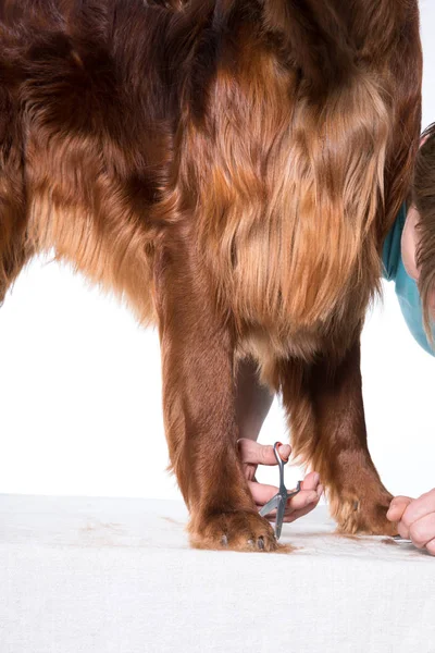 アイルランドの犬セッターは、犬のためのサロンでグルーミング、孤立 — ストック写真