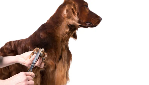 Cão de arrumação. Pet Groomer escova do cão — Fotografia de Stock