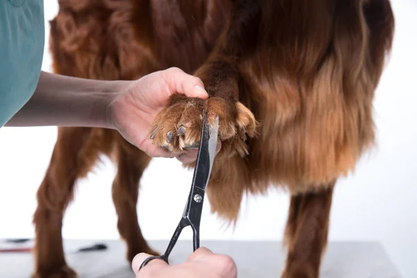 アイルランドの犬セッターは、犬のためのサロンでグルーミング、孤立 — ストック写真