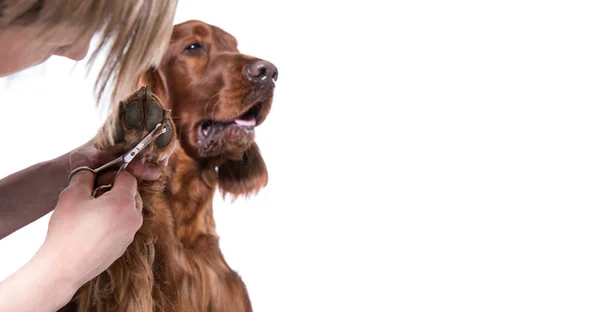 Груминг-дог. Pet Groomer Brushing Dog 's — стоковое фото