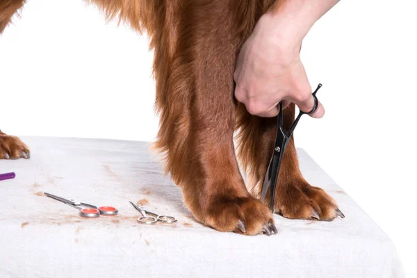 Груминг-дог. Pet Groomer Brushing Dog 's — стоковое фото