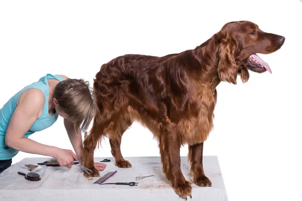 Irish dog setter grooming at the salon for dogs, isolated — Stock Photo, Image