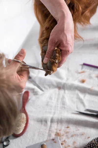 Setter cane irlandese toelettatura presso il salone per cani, isolato — Foto Stock