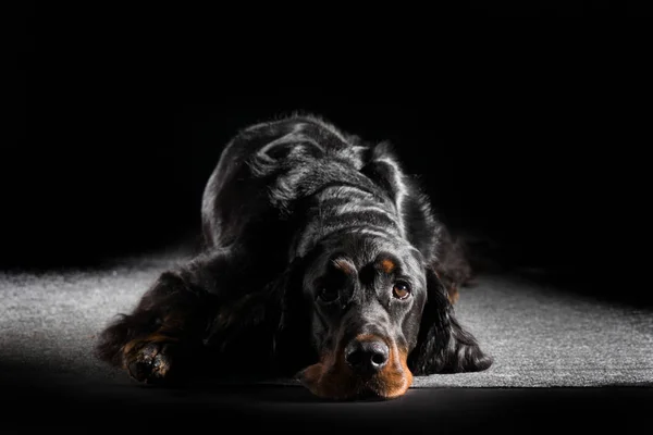 Setter gordon hund — Stockfoto