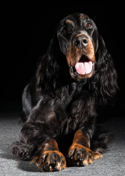 Setter gordon hond — Stockfoto