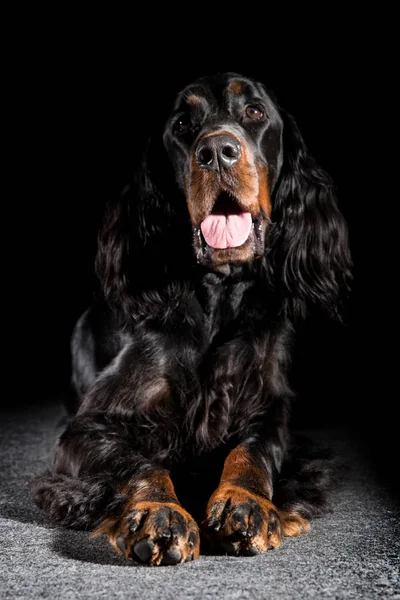 Cão gordon setter — Fotografia de Stock