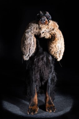 setter gordon köpek