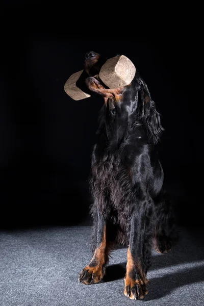 Setter Gordon dog — Stock Photo, Image