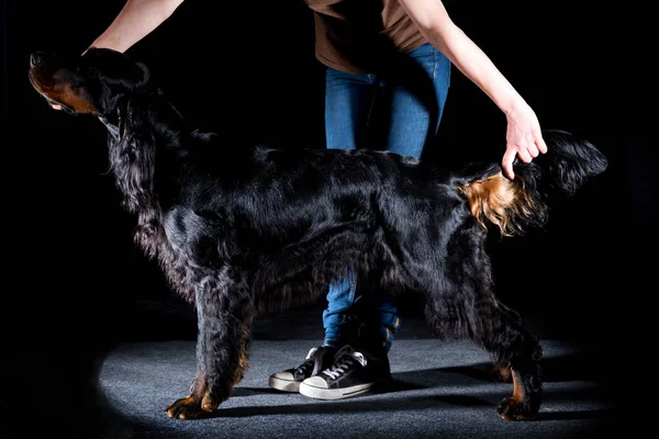 Setter Gordon dog — Stock Photo, Image