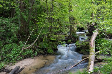 Dağ deresi, Dağ ormanının derinliklerinde ki nehir, taşların üzerinde taze yeşil yosun bulunan dağ deresi çağlayan