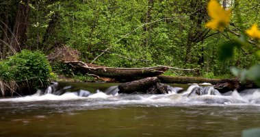 Dağ deresi, Dağ ormanının derinliklerinde ki nehir, taşların üzerinde taze yeşil yosun bulunan dağ deresi çağlayan