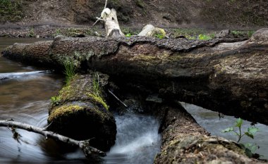 Dağ deresi, Dağ ormanının derinliklerinde ki nehir, taşların üzerinde taze yeşil yosun bulunan dağ deresi çağlayan