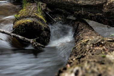 Dağ deresi, Dağ ormanının derinliklerinde ki nehir, taşların üzerinde taze yeşil yosun bulunan dağ deresi çağlayan