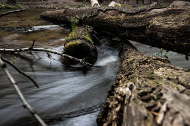 Dağ deresi, Dağ ormanının derinliklerinde ki nehir, taşların üzerinde taze yeşil yosun bulunan dağ deresi çağlayan