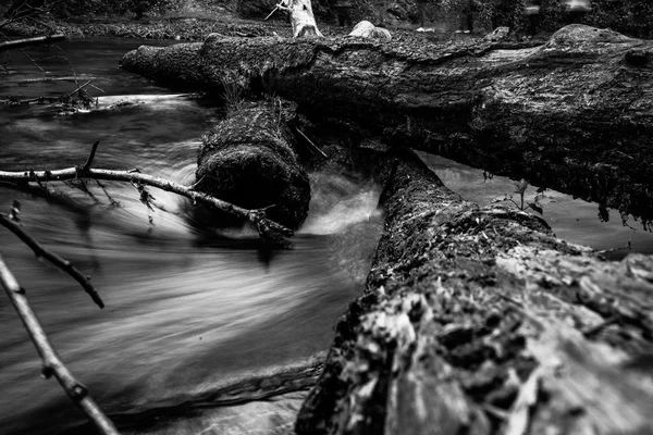 Ruisseau de montagne, rivière profonde dans la forêt de montagne, cascade de ruisseau de montagne avec mousse verte fraîche sur les pierres — Photo