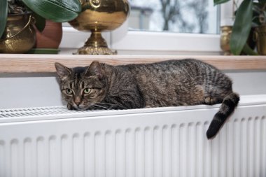 radyatör üzerinde kedi, sıcak, Sıcak bir radyatör yalan Tabby kedi